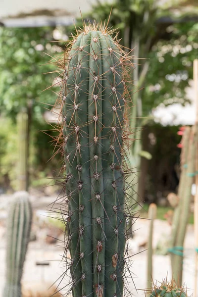 Jardin Botanique Catane Sicile — Photo