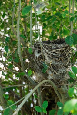 Boş kuş yuvası görünümü