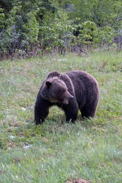 Brown Bear Northern Canada — Stock Photo, Image
