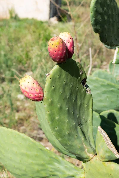 Ripe red prickly pears