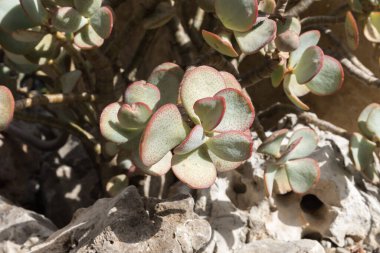Sicilya Botanik Bahçesi