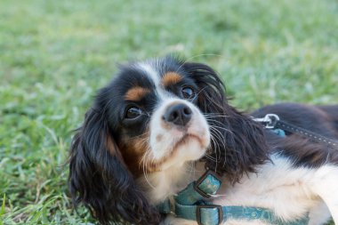 Süvari görüşünün portresi