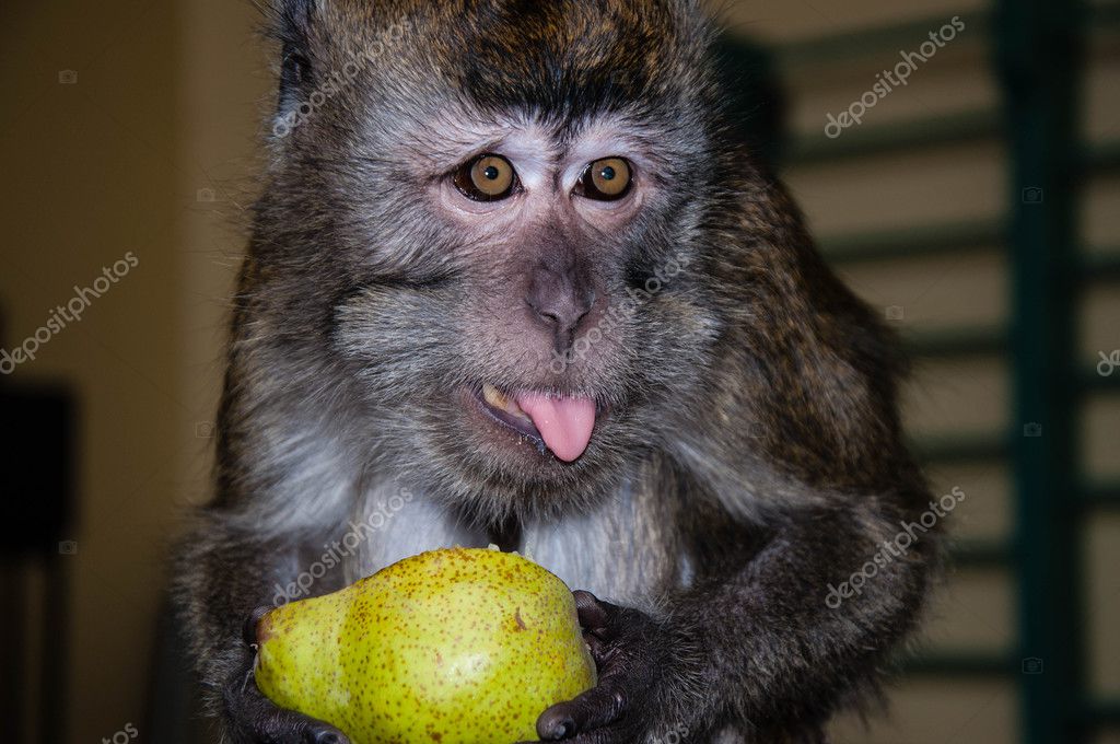 depositphotos_125021954-stock-photo-monkey-eats-a-pear.jpg