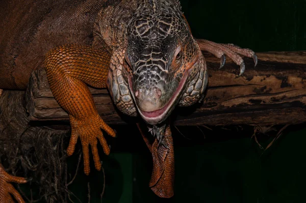 Iguana czerwony duża jaszczurka — Zdjęcie stockowe