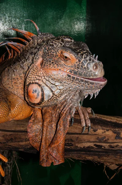 Kırmızı iguana büyük kertenkele — Stok fotoğraf