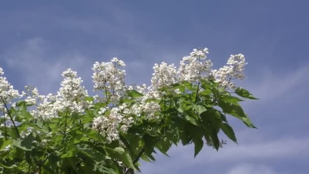 Catalpa blommar på sommaren — Stockvideo