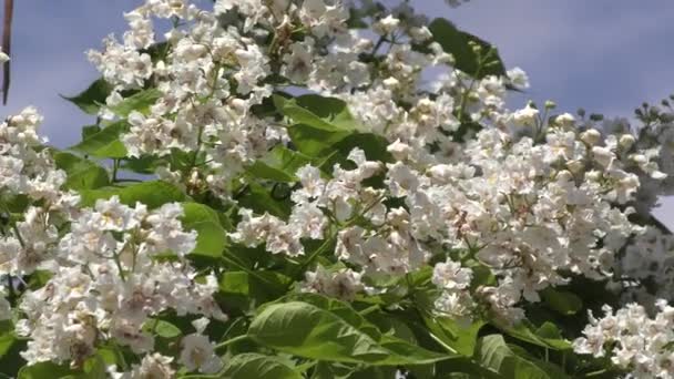 Catalpa bloei in de zomer — Stockvideo