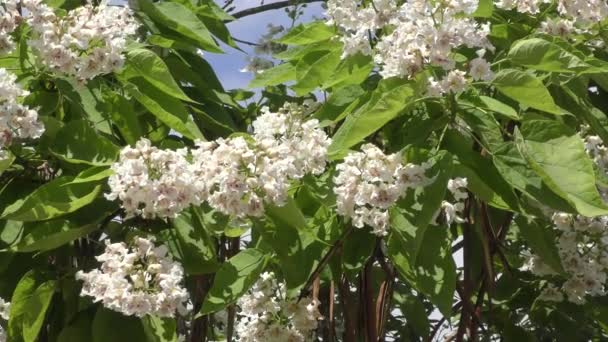 Catalpa blommar på sommaren — Stockvideo