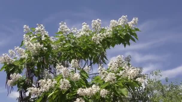Catalpa bloom in the summer — Stock Video