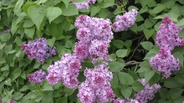 Spring flowers lilac — Stock Video
