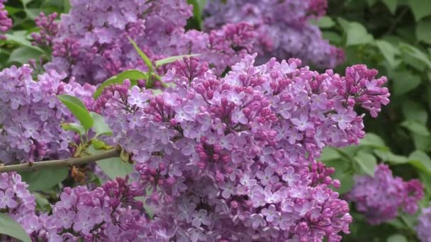 Flores de primavera lila — Vídeo de stock