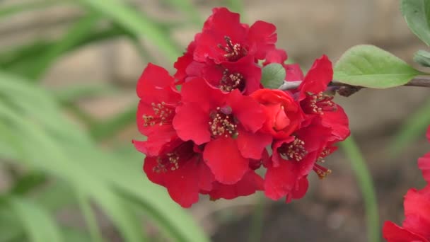 Japanse kweepeer bloemen — Stockvideo