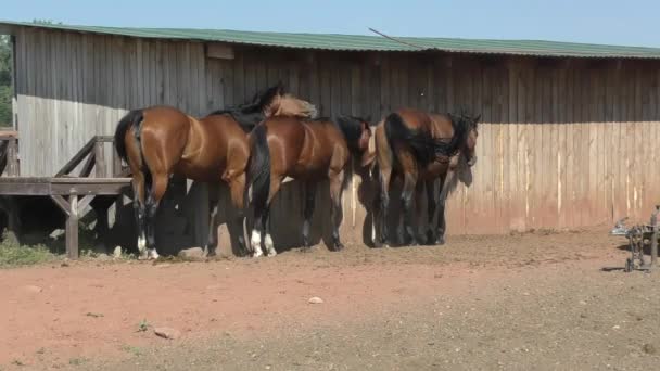 Caballos en la granja — Vídeos de Stock