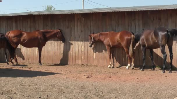 Caballos en la granja — Vídeo de stock