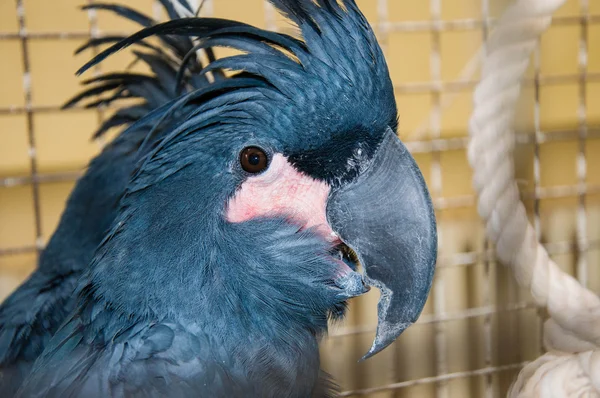 Portrait of black cockatoo — Stock Photo, Image