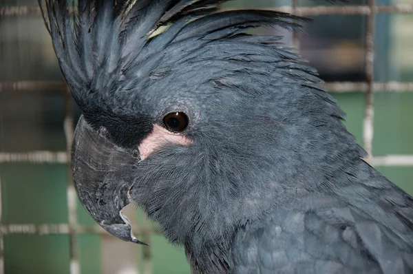 Portrait of black cockatoo — Stock Photo, Image