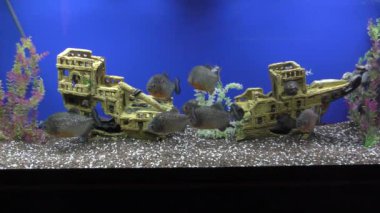 Exotische Fische im akvaryum.