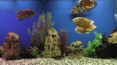 Exotische Fische im akvaryum.