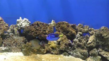 Exotische Fische im akvaryum.