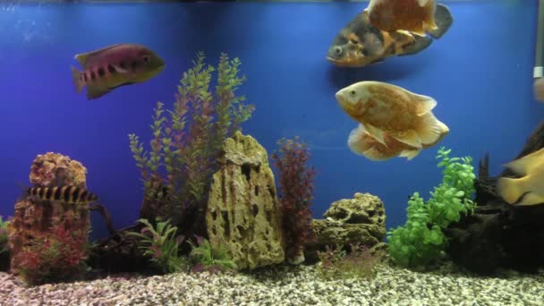 Exotische Fische im akvárium. — Stock videók