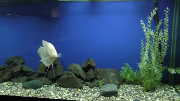 Exotische Fische im akvarium. — Stockvideo