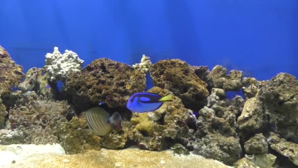 Exotische Fische im Aquarium. — Video Stock