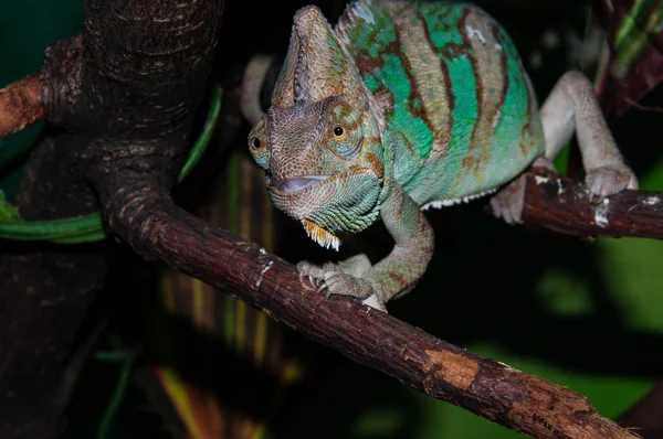 Chamäleons jemenitisch oder chamaeleo calyptratus — Stockfoto