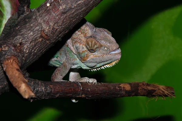 Chamäleons jemenitisch oder chamaeleo calyptratus — Stockfoto