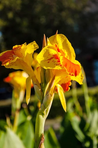 칸 나 꽃 노랑-빨강 — 스톡 사진