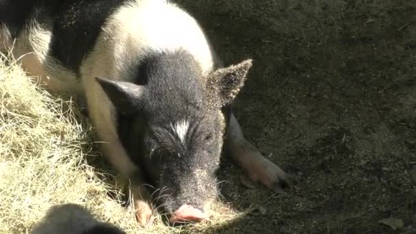 Pig on the farm — Stock Video