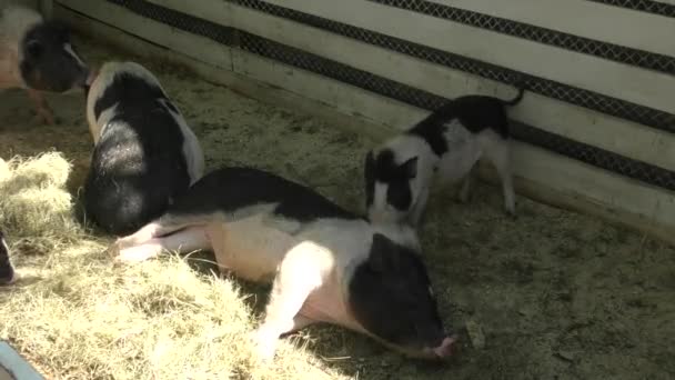 Varken op de boerderij — Stockvideo