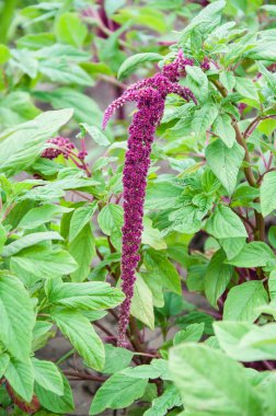 Yaz günü mor çiçekleri