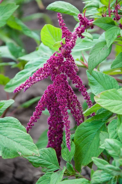 El amaranto florece en el día de verano — Foto de Stock