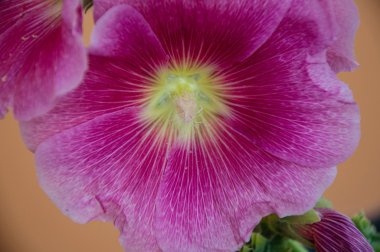 Malva çiçek pembe renk