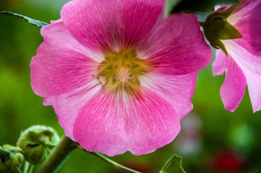 Malva çiçek pembe renk