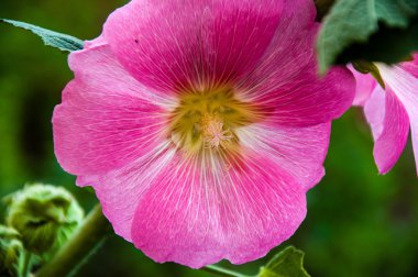 Malva çiçek pembe renk