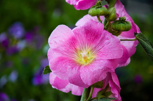 Malva çiçek pembe renk
