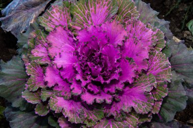 Sonbahar sabahı dekoratif lahana