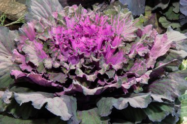 Sonbahar sabahı dekoratif lahana