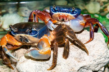Rainbow crab or Cardisoma armatum clipart