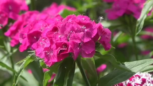 Flower carnation Turkish (Dianthus barbatus) — Stock Video