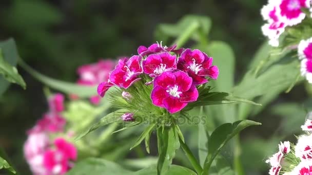 Blütennelke türkisch (dianthus barbatus)) — Stockvideo