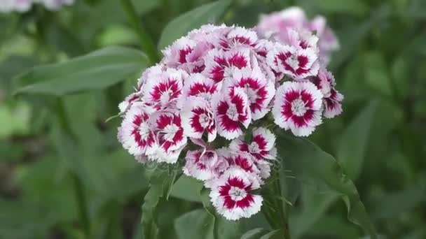 Turkiska blomman nejlika (Dianthus barbatus) — Stockvideo