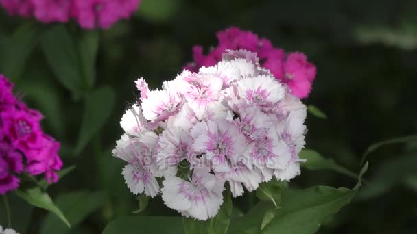 香石竹花土耳其 (石竹 barbatus) — 图库视频影像