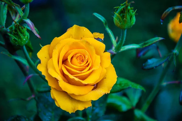 Gelbe Rosen nach dem Regen. — Stockfoto