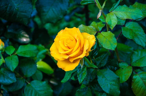 Gelbe Rosen nach dem Regen. — Stockfoto