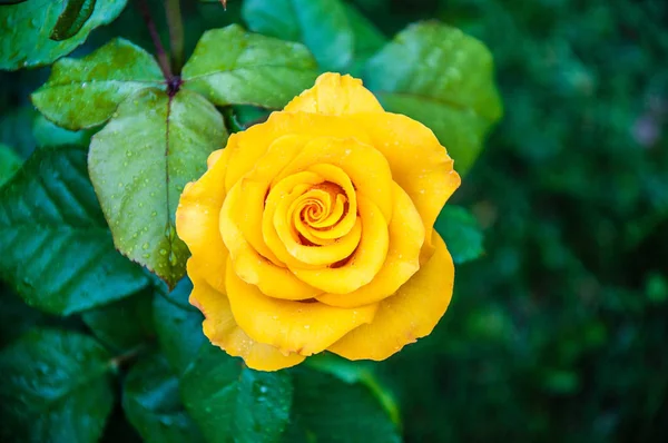 雨后的黄玫瑰. — 图库照片