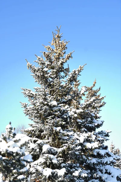Árvore na neve de inverno — Fotografia de Stock