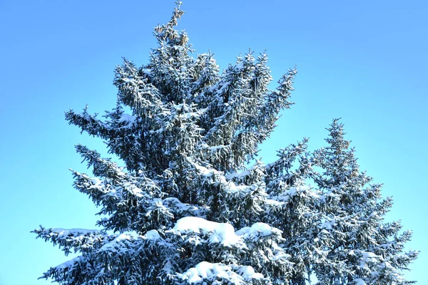 冬天的雪树 — 图库照片