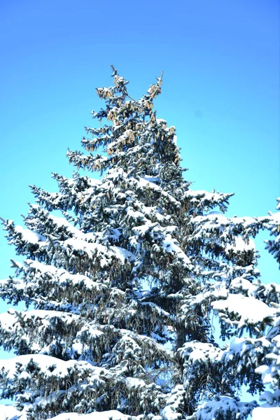 Дерево в зимний снег — стоковое фото